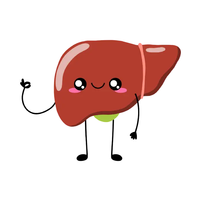 Ilustración Vesícula
